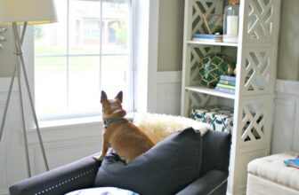 The Easiest Way to Remove Pet Hair From Furniture | Thrifty Decor Chick